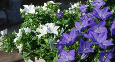 100 Typů a odrůd zahradních zvonků s popisem, výsadbou a péčí